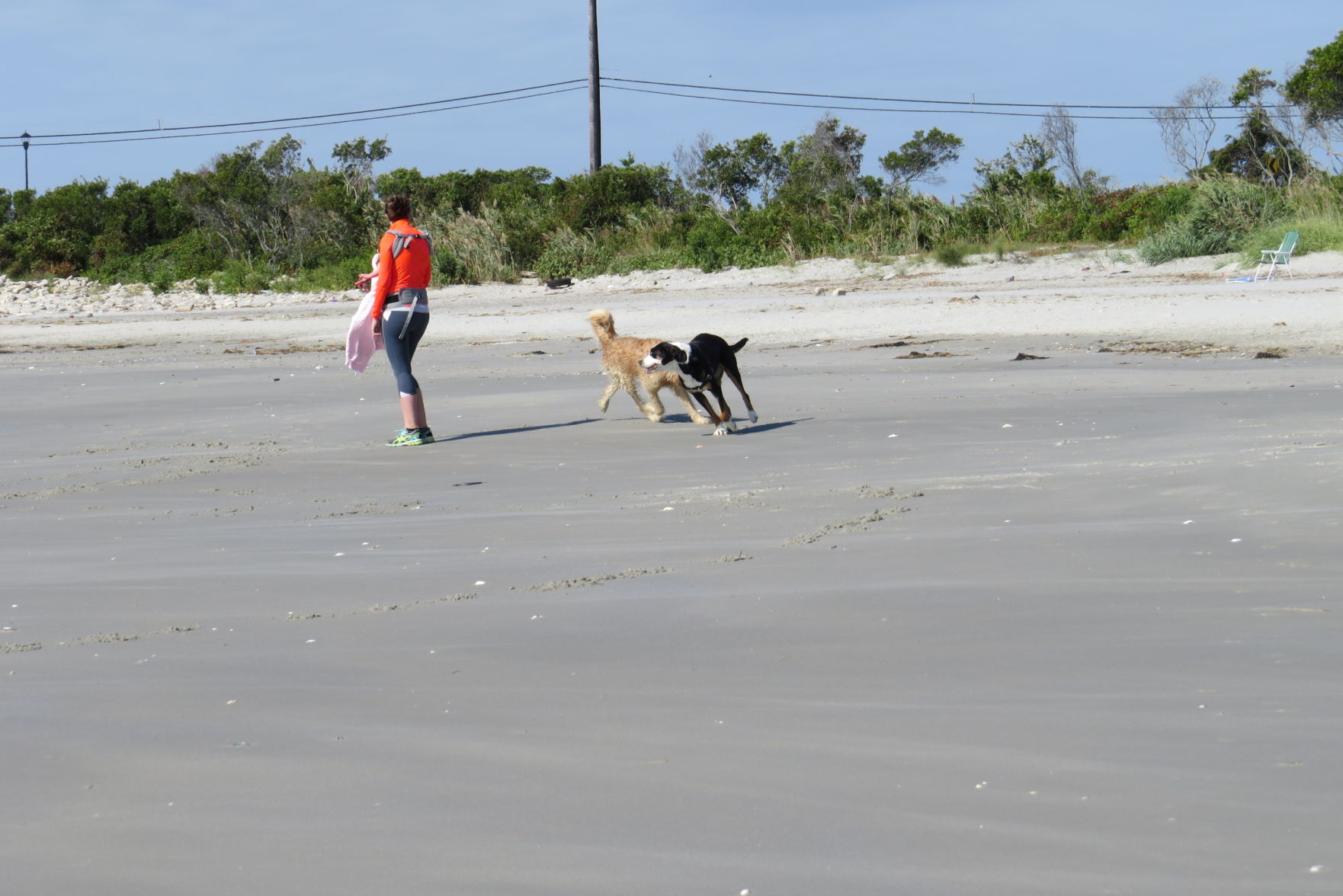 100816_urg_cdb_dogbeach (10).JPG